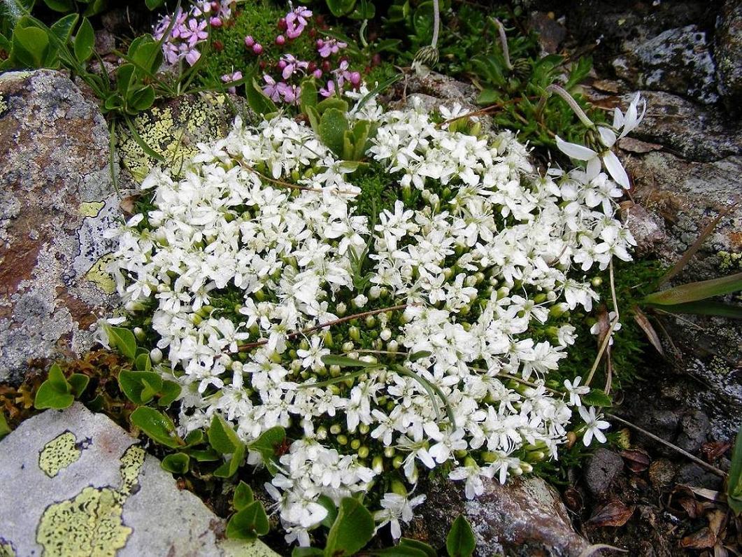 Silene acaulis albina